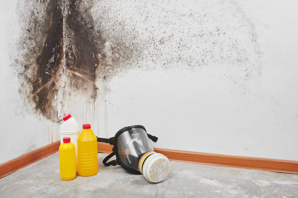 Best Bathroom Mold Remediation in South Pasadena, CA