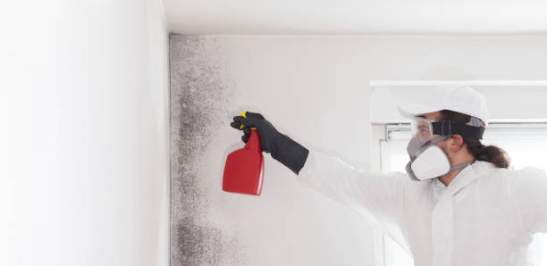 Best Residential Mold Remediation in South Pasadena, CA